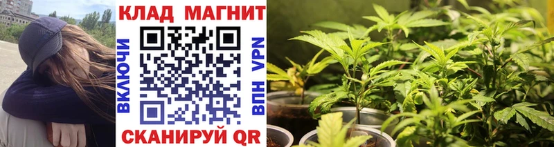Виды наркотиков купить Стародуб Марихуана  СК  Галлюциногенные грибы  COCAIN  Гашиш 