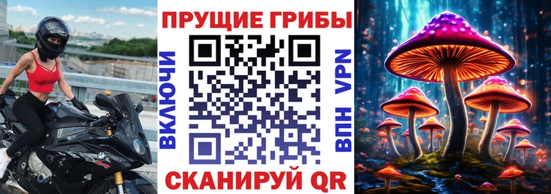 купить   Стародуб  Псилоцибиновые грибы GOLDEN TEACHER 